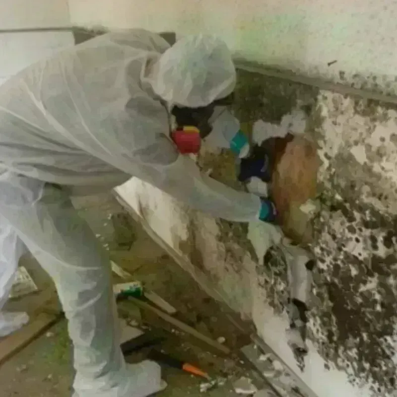 Mold Remediation and Removal in Batesburg, SC